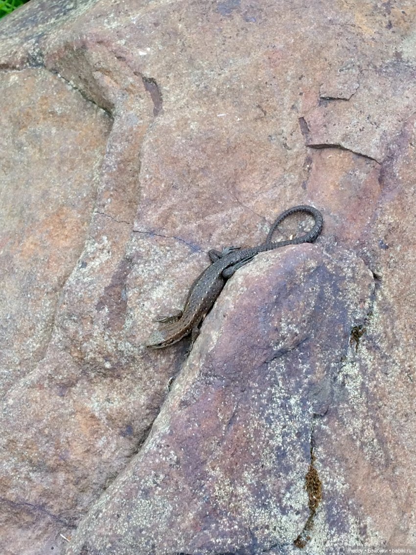 Путешествие к Онежскому Озеру...с Mamachapp Юй | Бэйбики Путешествие к Онежскому Озеру...с Mamachapp Юй