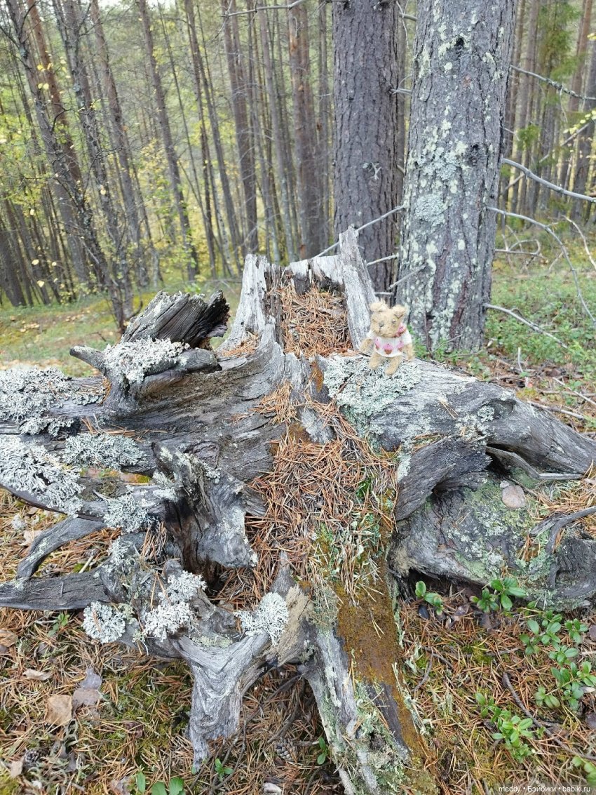 Наша маленькая Собачка Луша (фото 7)