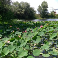 Как Санёк в Волго-Ахтубинскую пойму ездил