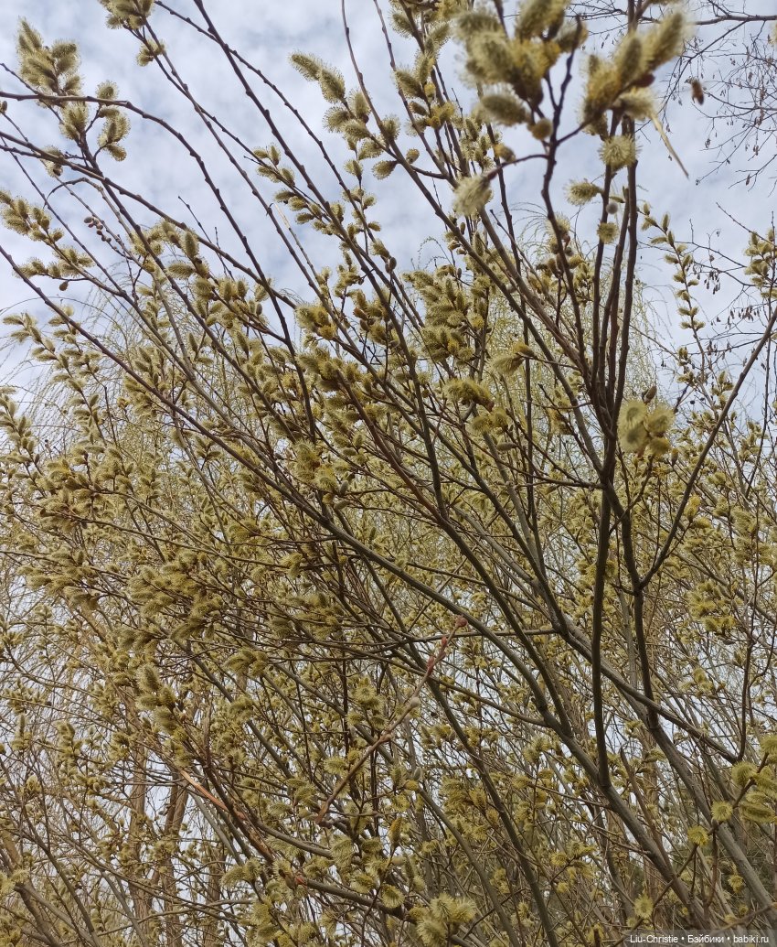 Первая прогулка — Куклы Ruby Red (Руби Ред) Fashion Friends: Siblies (фото 9)