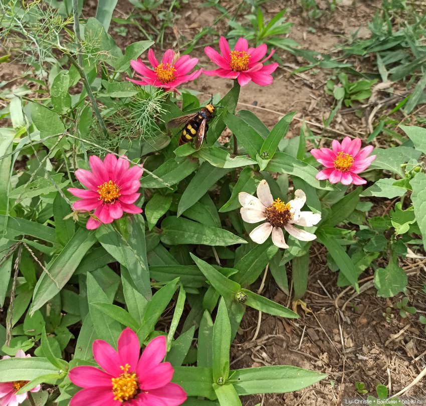 Лето 2023 | Бэйбики Лето 2023 — Куклы Ruby Red (Руби Ред) Fashion Friends: Siblies (фото 10)