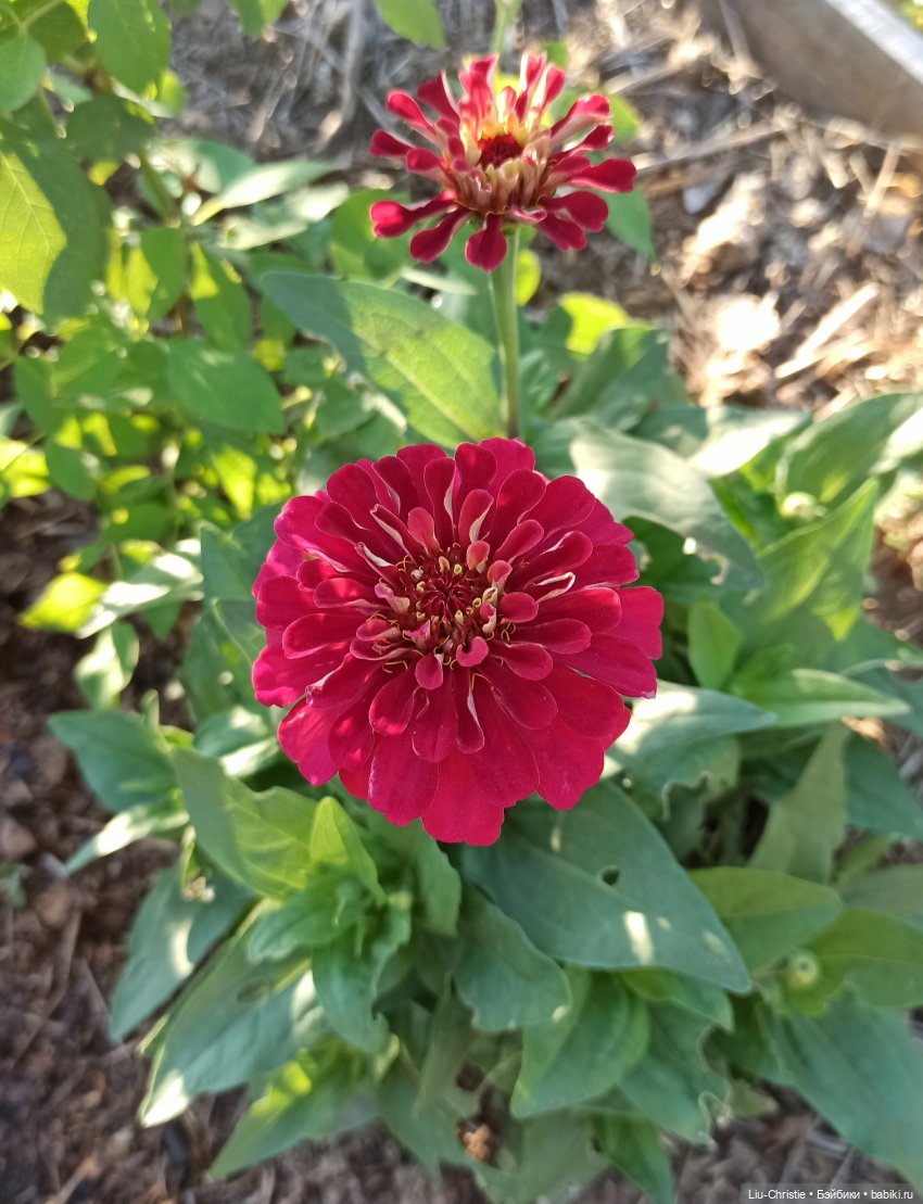 Лето 2024 и Белка — Куклы Ruby Red (Руби Ред) Fashion Friends: Siblies (фото 7)