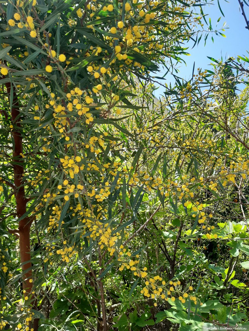 Назад в 90-е. Лесли. Возвращение (фото 9)