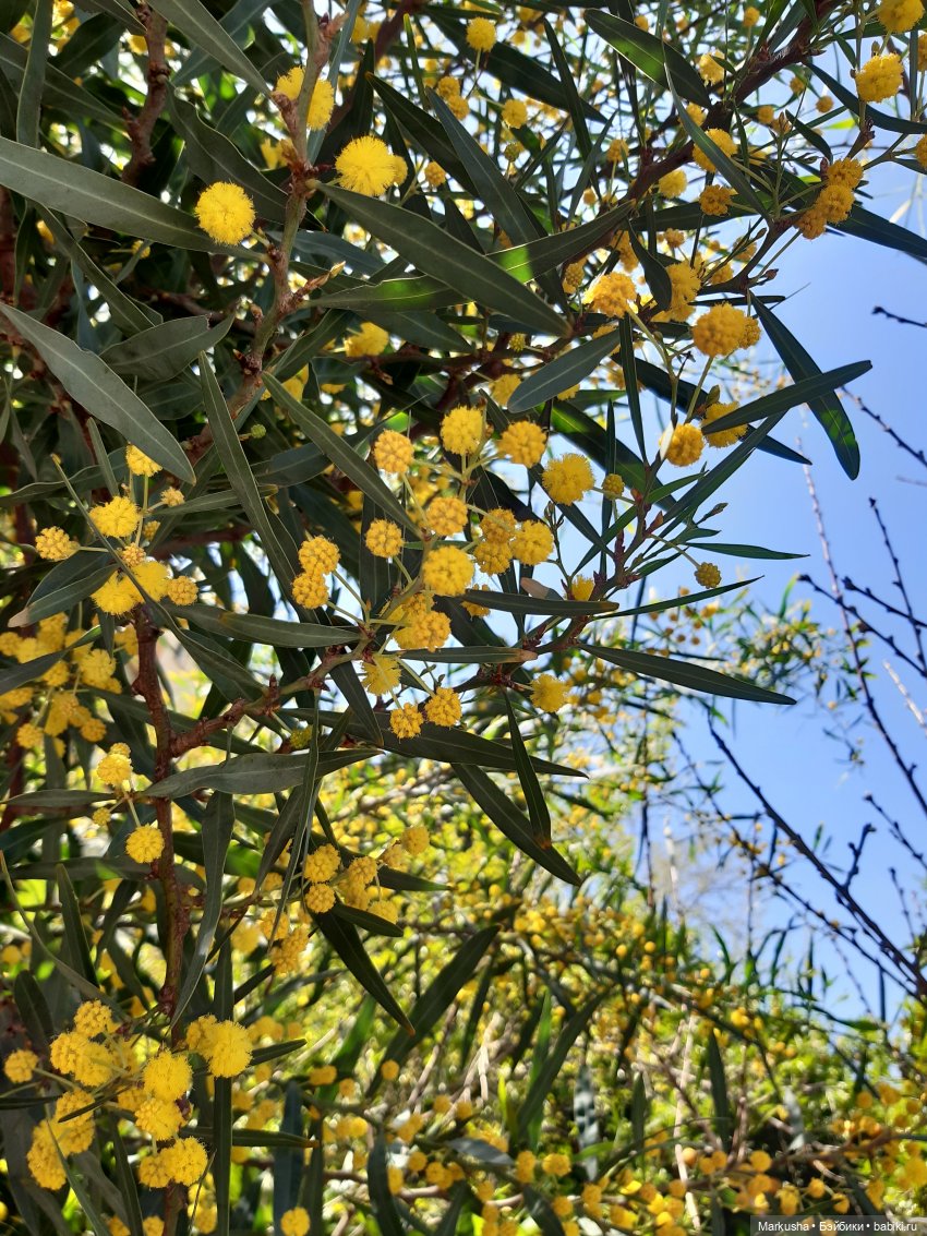 Назад в 90-е. Лесли. Возвращение (фото 8)