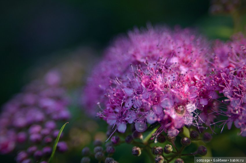 Питерские едут в Москву. Две подружки гуляют по Столице (фото 5)