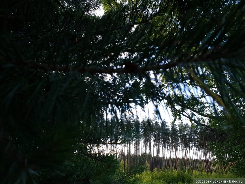 Моя новенькая Лилу, старушка Какао и странные места моего детства