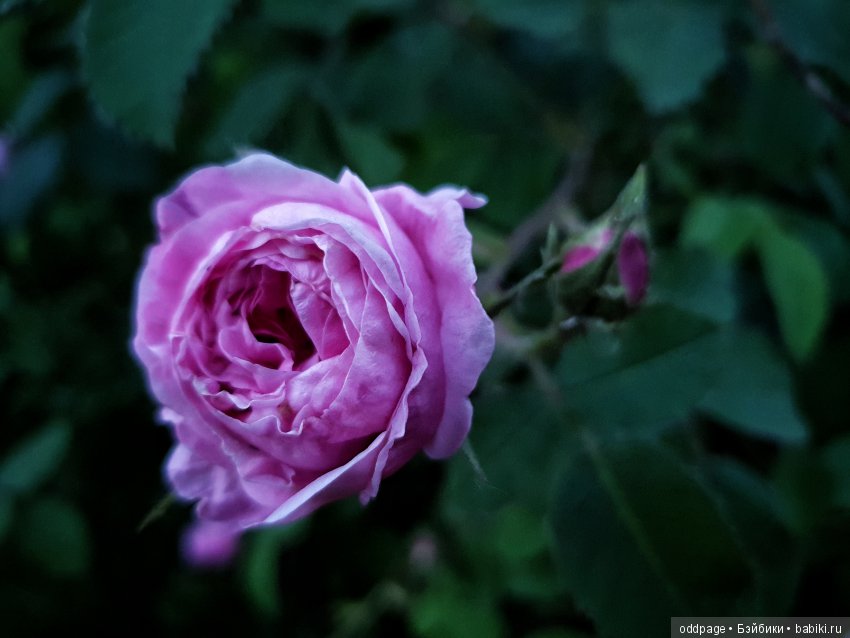 Моя новенькая Лилу, старушка Какао и странные места моего детства