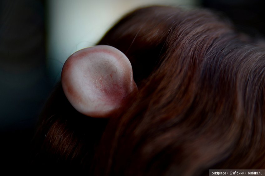 Мой бельчонок Шери пришла знакомиться (фото 10)