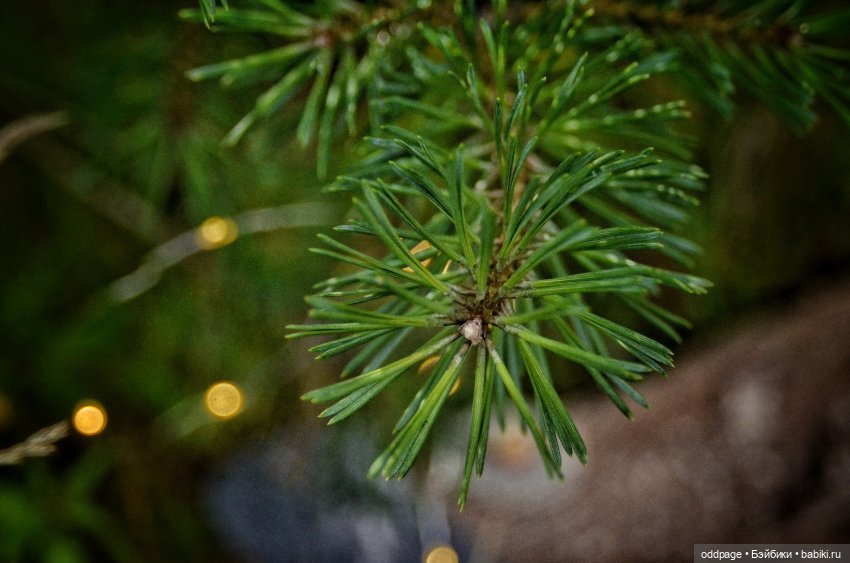 Ностальгии пост II. Лето `19. Шеричкины прогулки