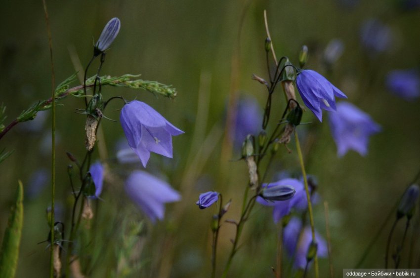 Ностальгии пост. Лето `19 с Somni от Atelier Momoni (фото 5)