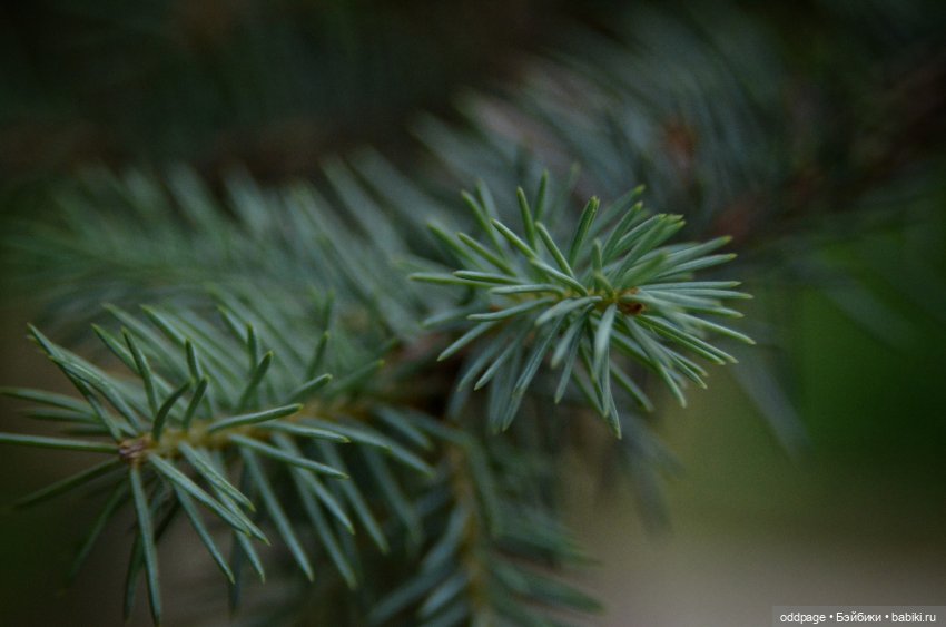 Ностальгии пост. Лето `19 с Somni от Atelier Momoni