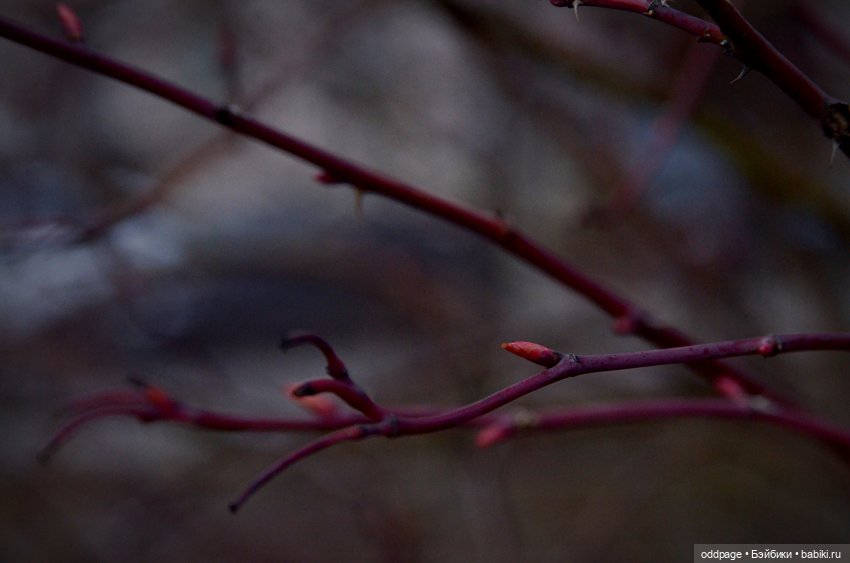 Секрет Павлиши (Somni от Atelier Momoni)