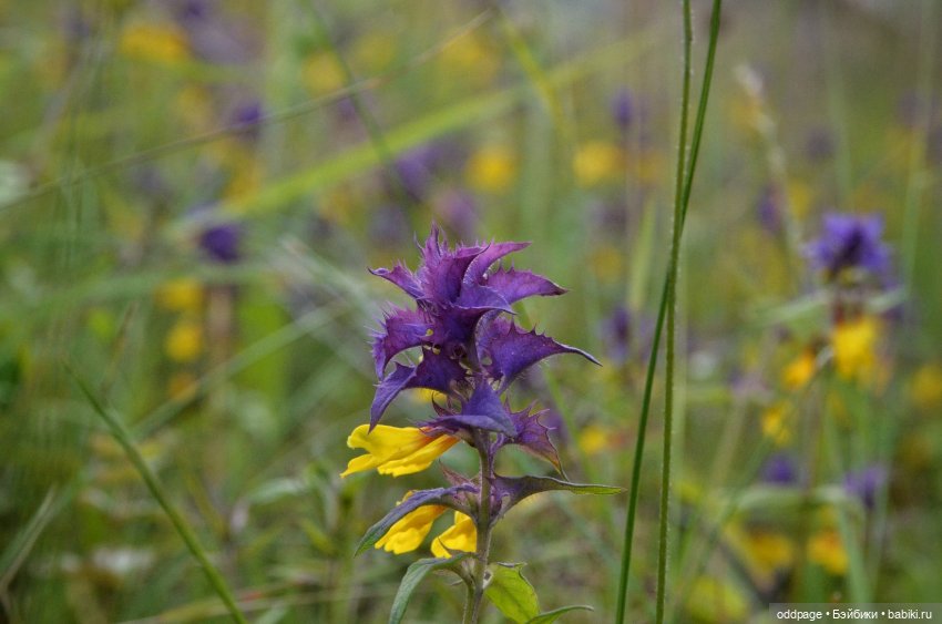 Ностальгии пост II. Лето `19. Шеричкины прогулки (фото 3)