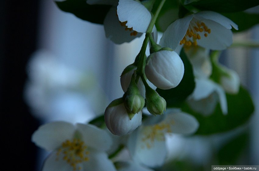 Секрет Павлиши (Somni от Atelier Momoni) (фото 7)