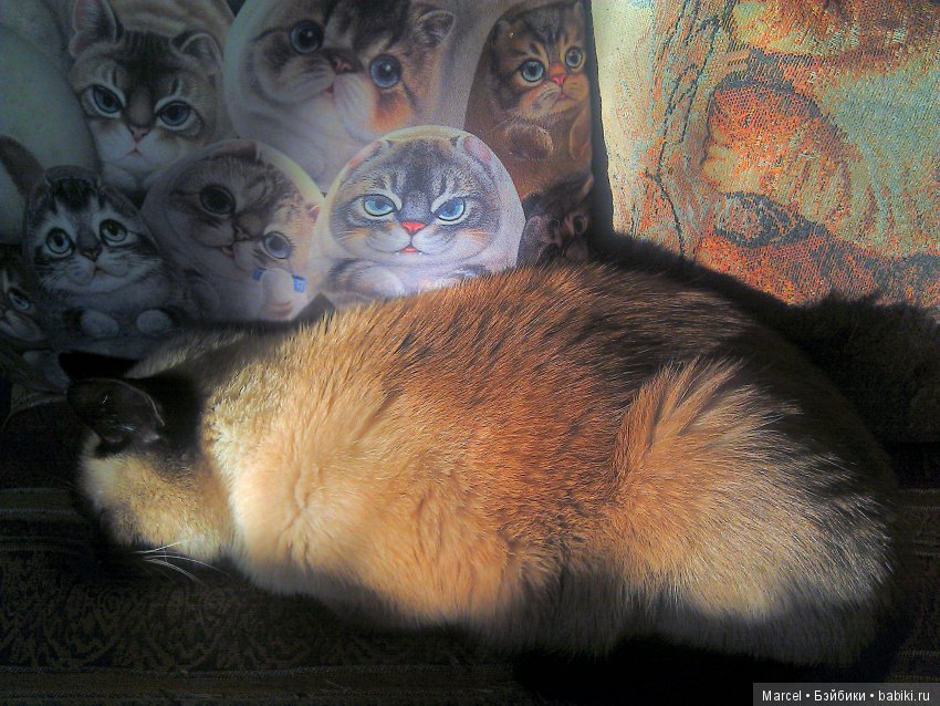 А мой котик сейчас мирно спит)) А так - он маньяк до кукол с длинными волосами, потому что любит из есть))