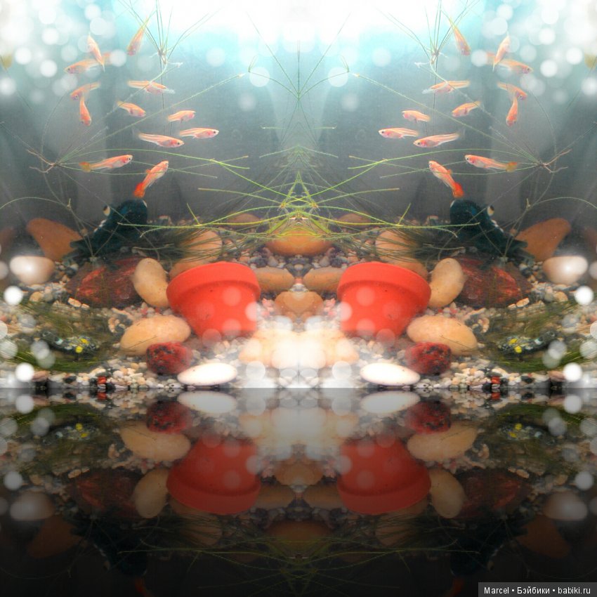 Рыбки, гуппи