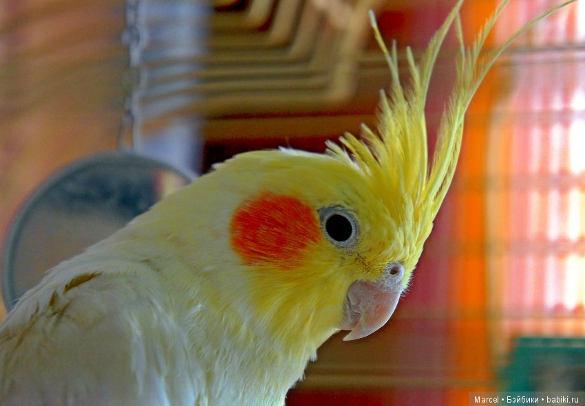 Попугай, корелла