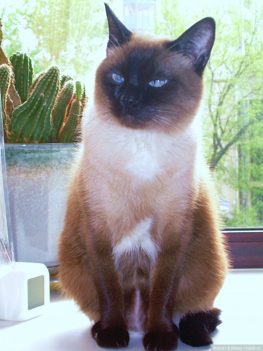 Кот, тайский