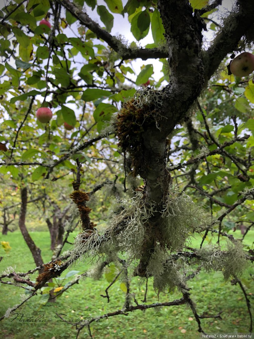 Псков. "Там, на неведомых дорожках..."