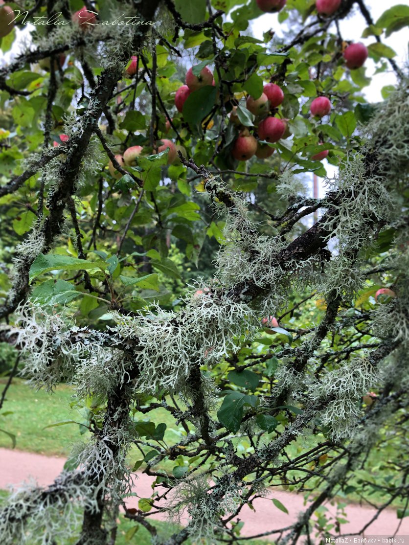 Псков. "Там, на неведомых дорожках..."