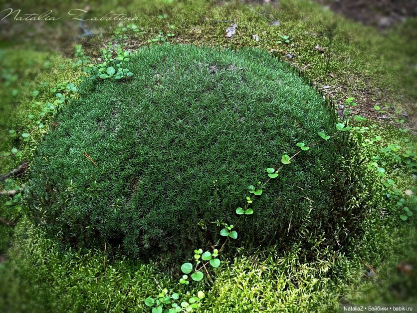 Орешек — Игровые куклы Zwergnase (Цвергназе) Junior: Джуниор