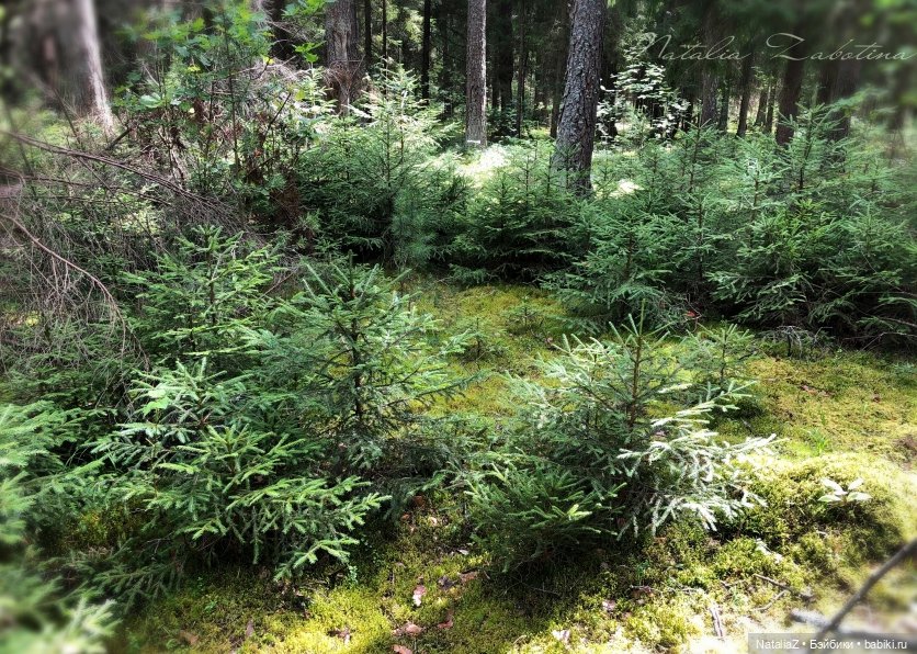 Орешек — Игровые куклы Zwergnase (Цвергназе) Junior: Джуниор