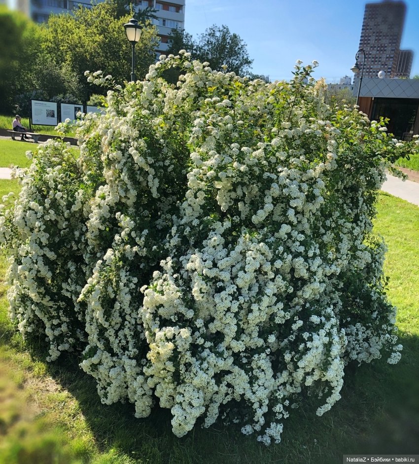 "Ветка сирени" — Туризм и путешествия: фотоотчеты из поездок