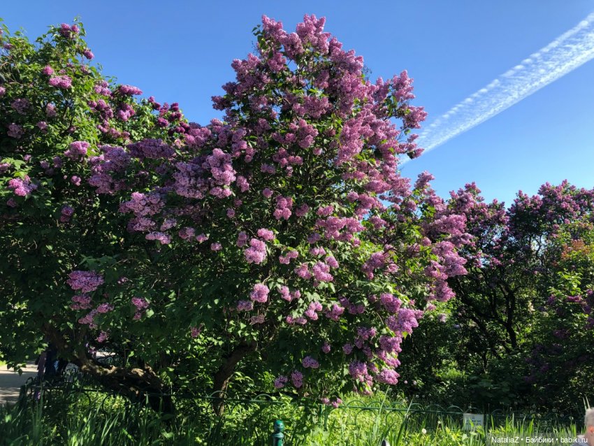 "Ветка сирени" — Туризм и путешествия: фотоотчеты из поездок (фото 5)