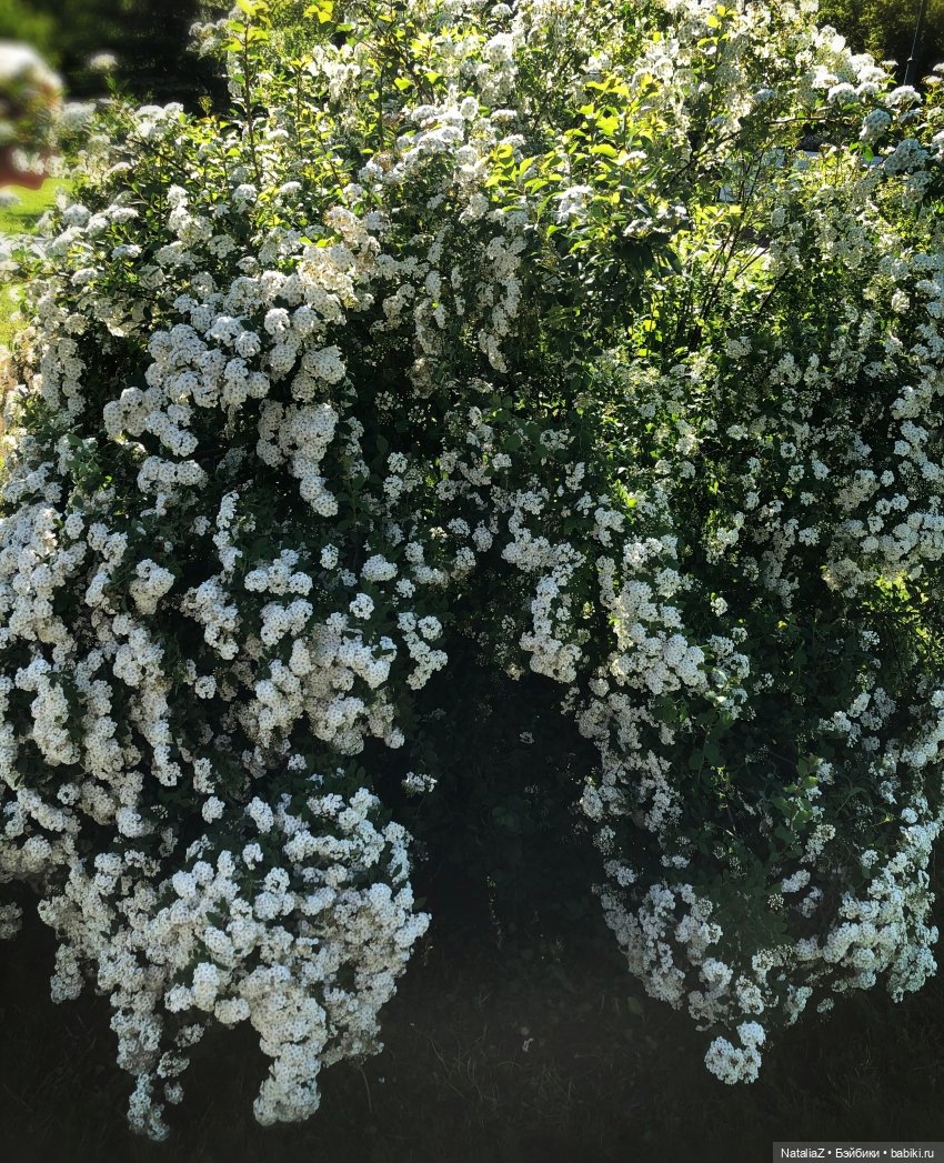 "Ветка сирени" — Туризм и путешествия: фотоотчеты из поездок