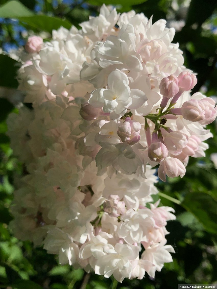 "Ветка сирени" — Туризм и путешествия: фотоотчеты из поездок