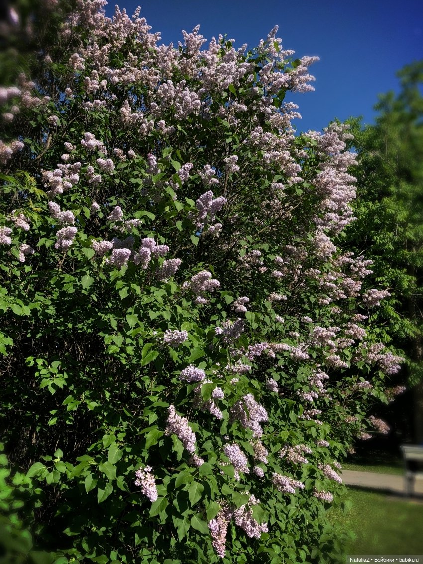 "Ветка сирени" — Туризм и путешествия: фотоотчеты из поездок (фото 10)