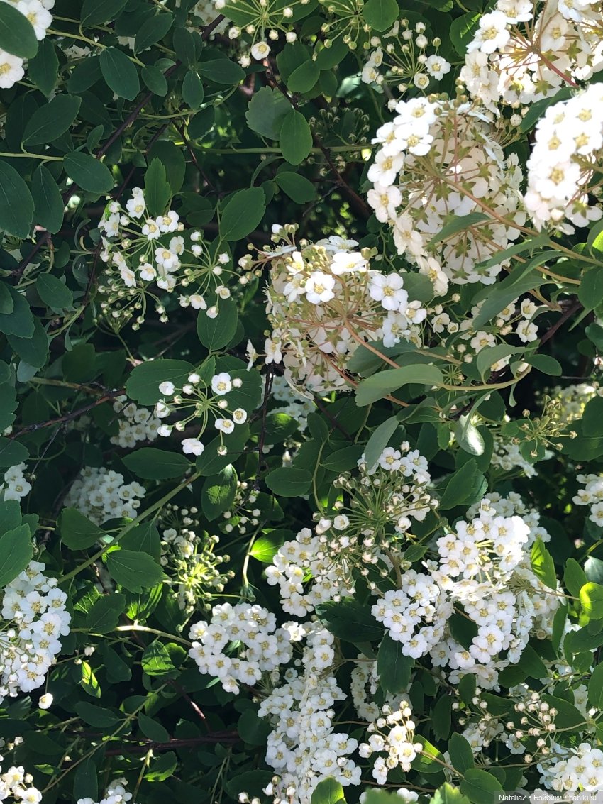 "Ветка сирени" — Туризм и путешествия: фотоотчеты из поездок
