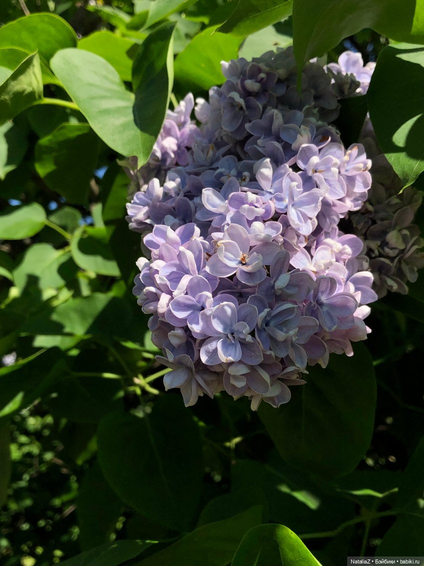 "Ветка сирени" — Туризм и путешествия: фотоотчеты из поездок (фото 8)