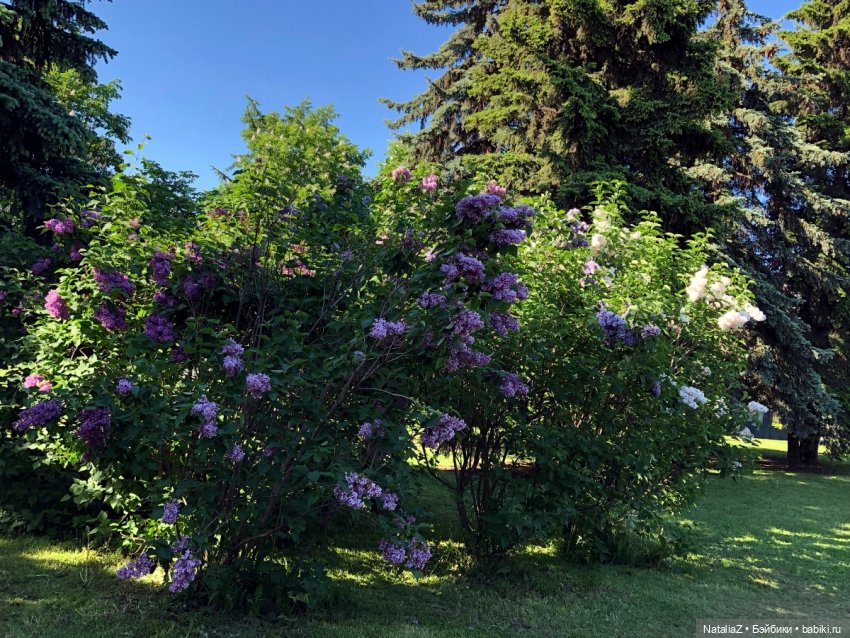 "Ветка сирени" — Туризм и путешествия: фотоотчеты из поездок (фото 4)