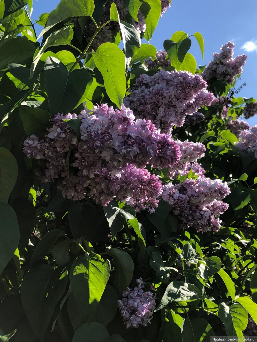 "Ветка сирени" — Туризм и путешествия: фотоотчеты из поездок (фото 9)