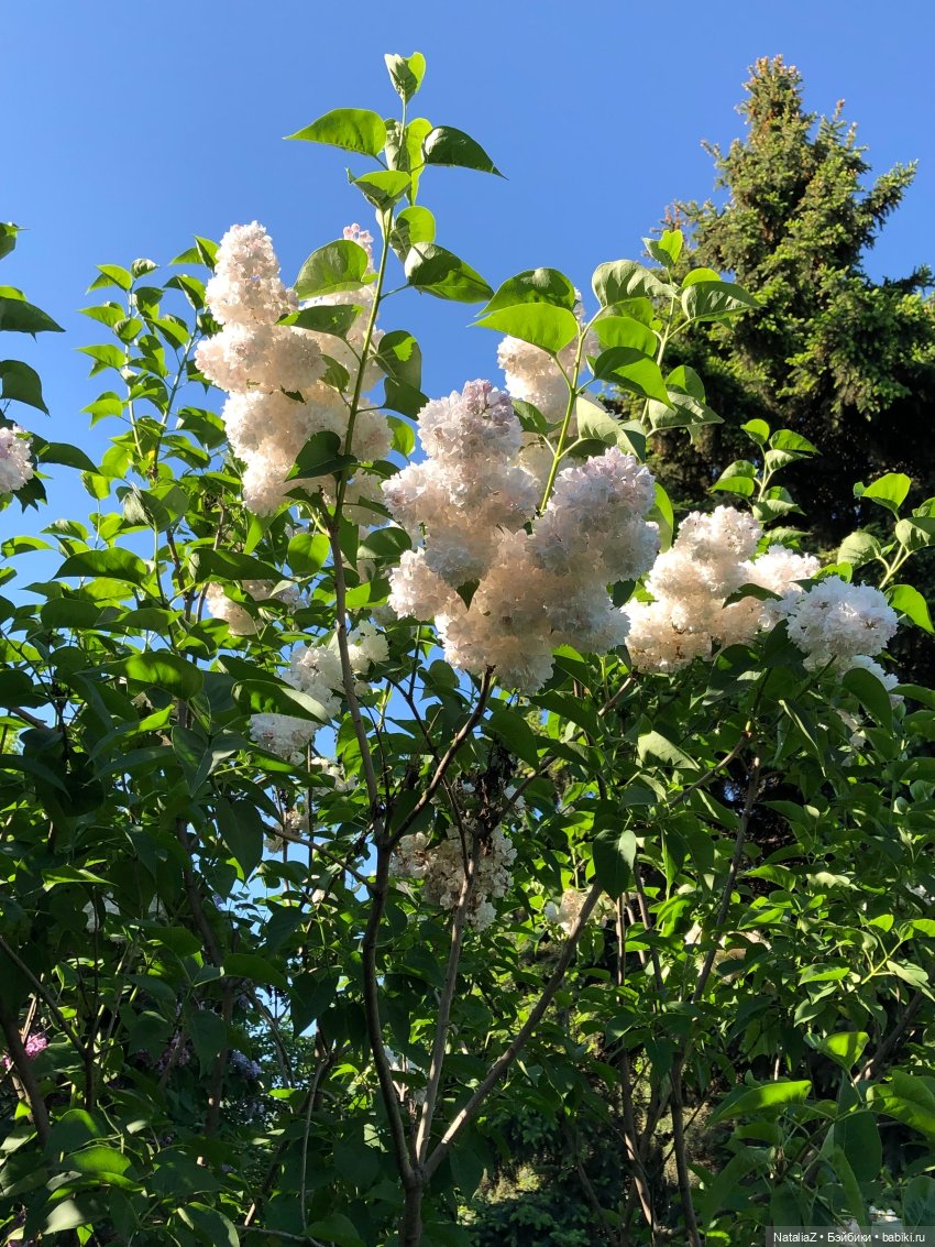 "Ветка сирени" — Туризм и путешествия: фотоотчеты из поездок