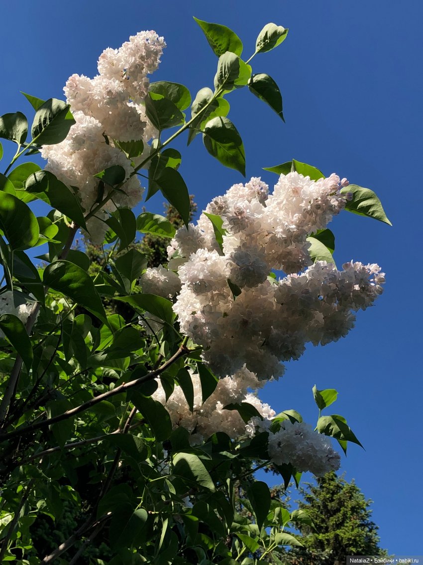 "Ветка сирени" — Туризм и путешествия: фотоотчеты из поездок