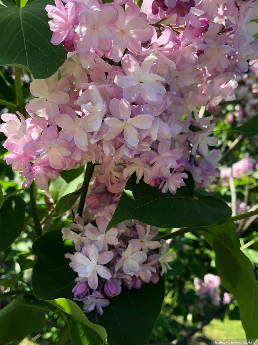 "Ветка сирени" — Туризм и путешествия: фотоотчеты из поездок (фото 2)