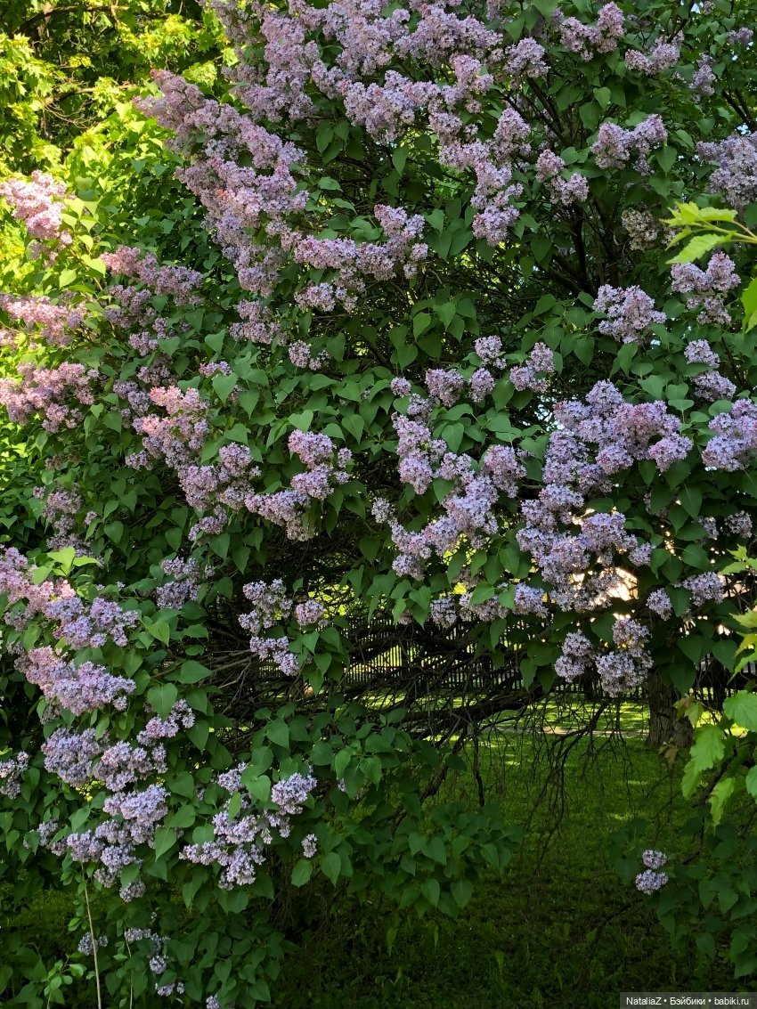 "Ветка сирени" — Туризм и путешествия: фотоотчеты из поездок