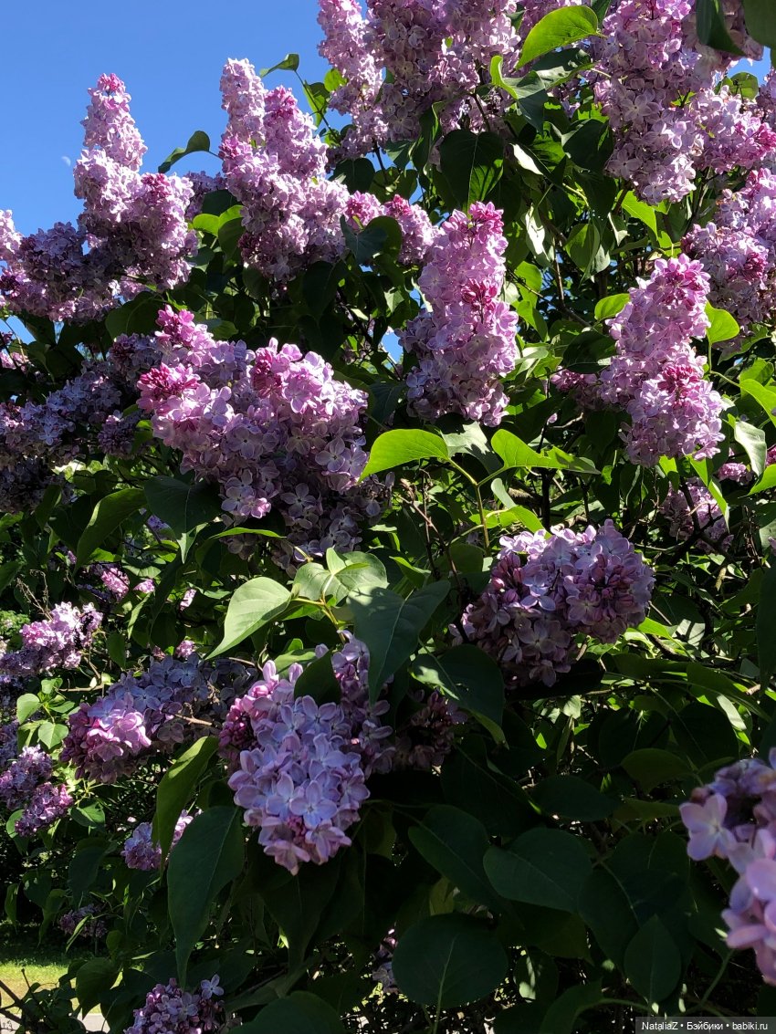 "Ветка сирени" — Туризм и путешествия: фотоотчеты из поездок (фото 3)