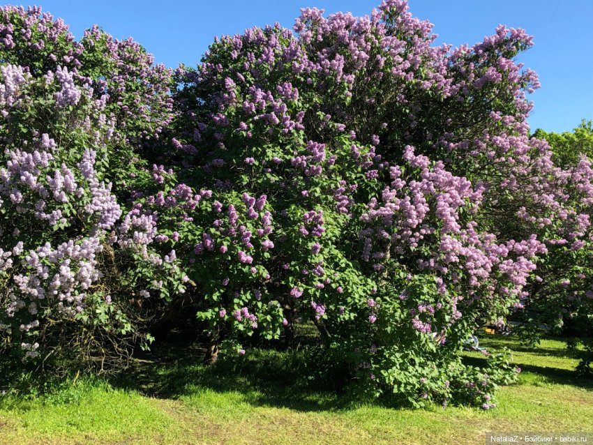 "Ветка сирени" — Туризм и путешествия: фотоотчеты из поездок