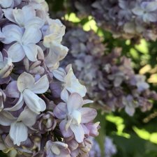 "Ветка сирени"