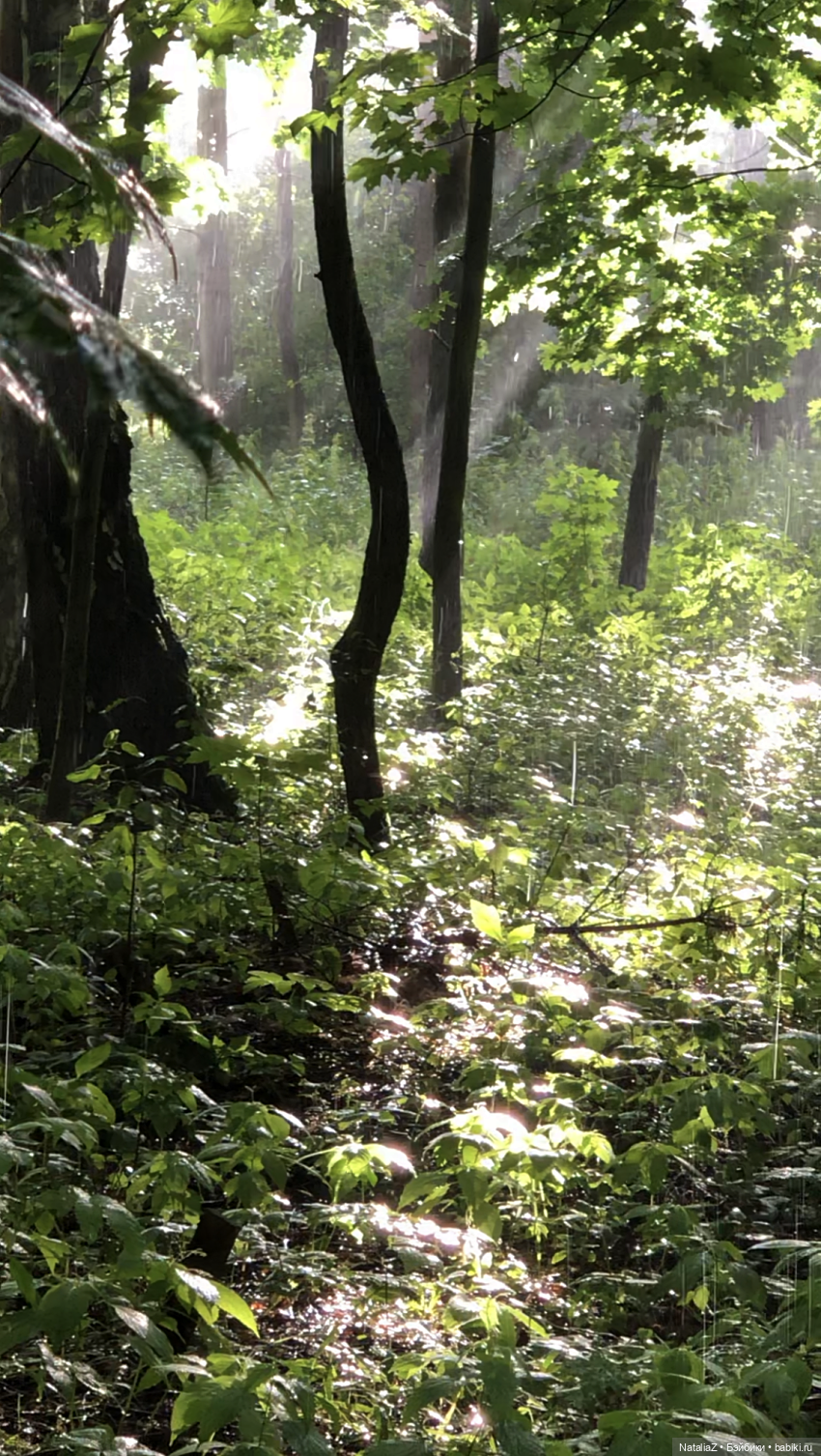 "Молодость леса"... и немного прежней Розы (ретроспективное)