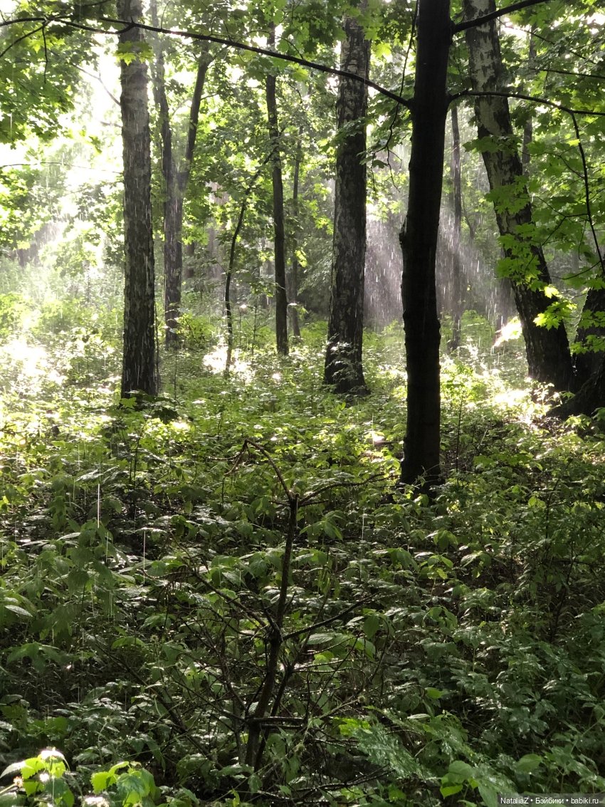 "Молодость леса"... и немного прежней Розы (ретроспективное) (фото 2)