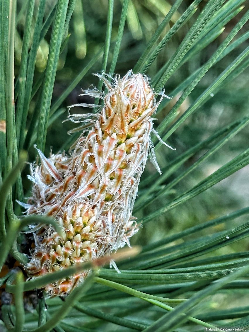 Сейдж (часть 2) 🌾 — Куклы Ruby Red (Руби Ред) Fashion Friends: Siblies