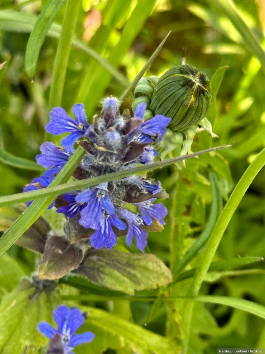 Сейдж (часть 2) 🌾 — Куклы Ruby Red (Руби Ред) Fashion Friends: Siblies