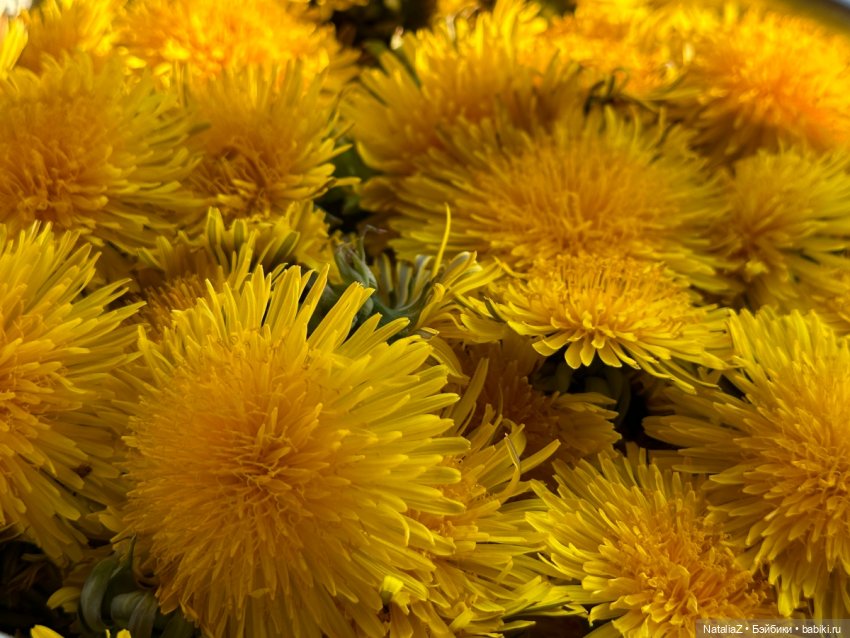 Сейдж (часть 2) 🌾 — Куклы Ruby Red (Руби Ред) Fashion Friends: Siblies