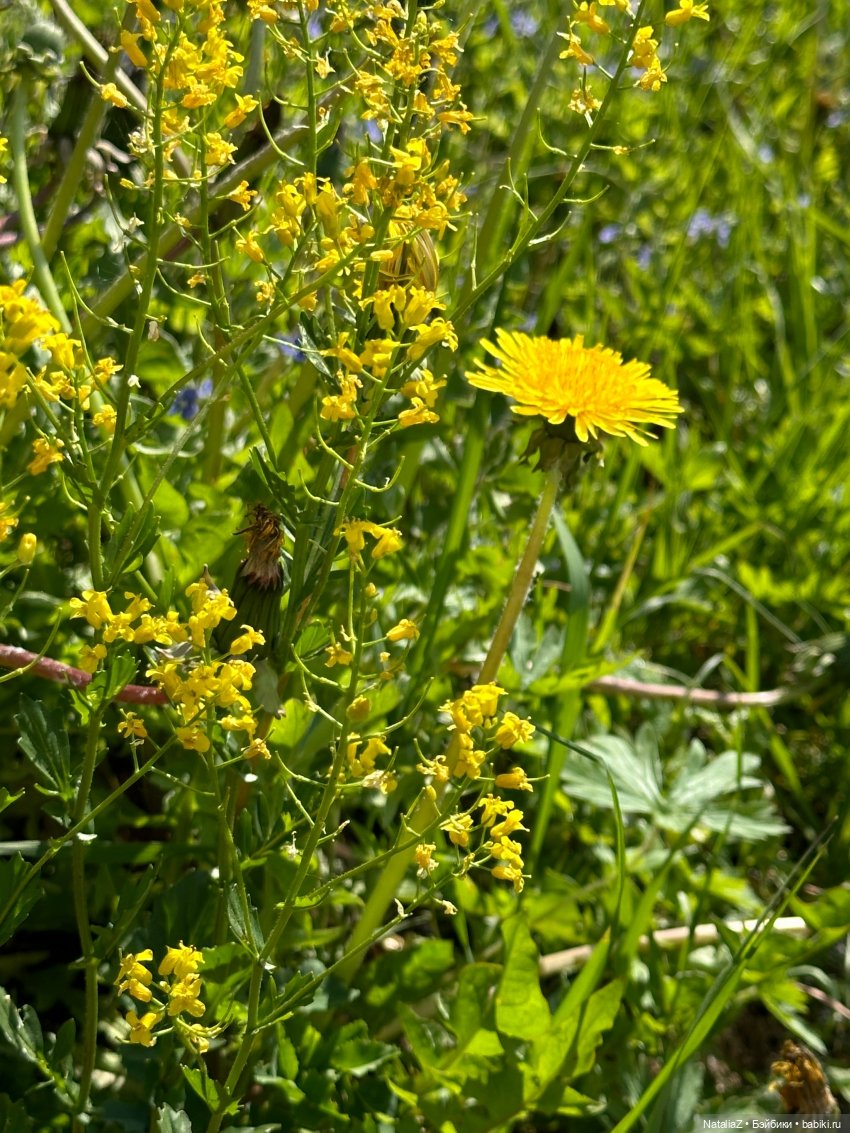 Сейдж (часть 2) 🌾 — Куклы Ruby Red (Руби Ред) Fashion Friends: Siblies (фото 4)