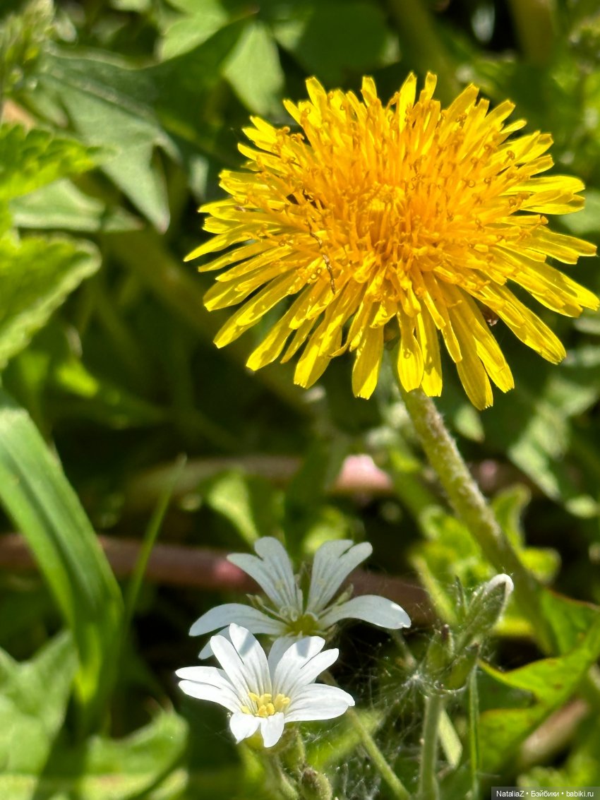 Сейдж (часть 2) 🌾 — Куклы Ruby Red (Руби Ред) Fashion Friends: Siblies (фото 8)