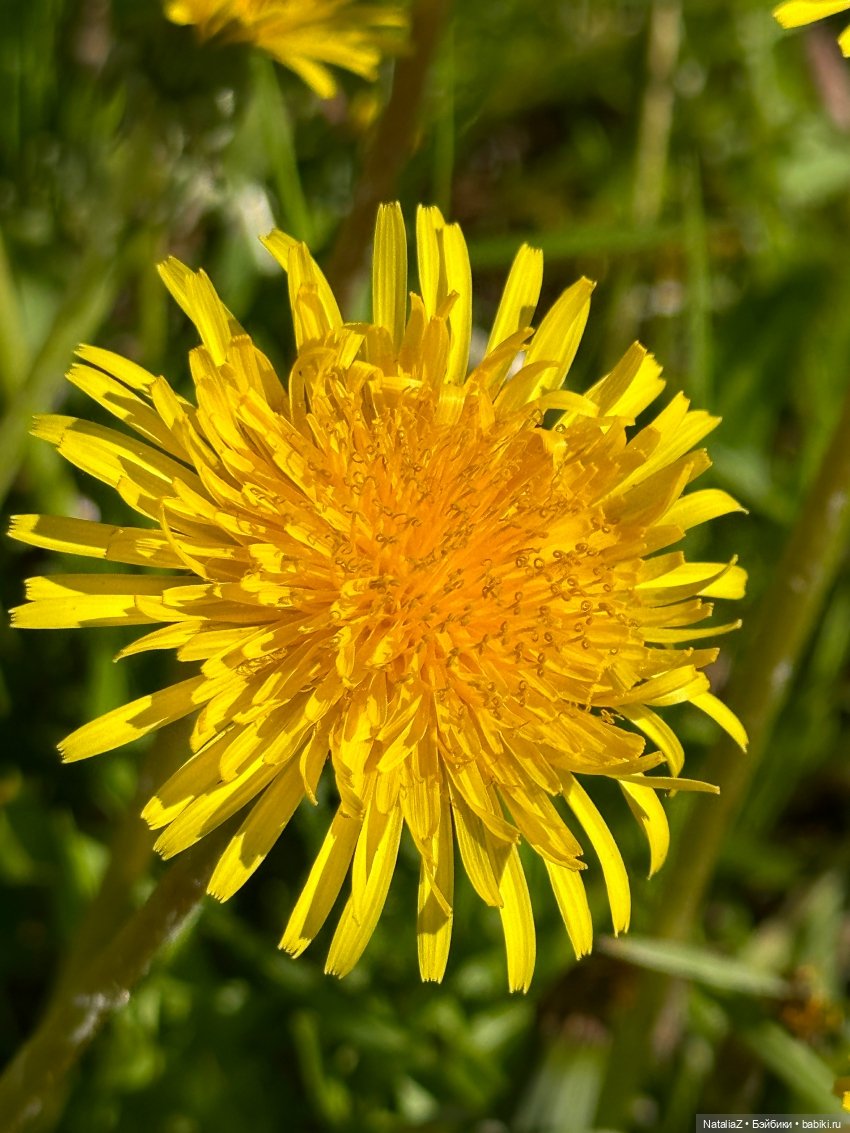 Сейдж (часть 2) 🌾 — Куклы Ruby Red (Руби Ред) Fashion Friends: Siblies (фото 9)